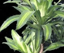 Photo of Cura della pianta Dracaena surculosa o Dracaena manchata