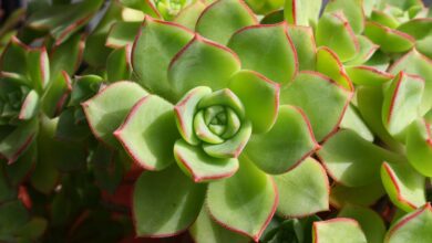 Photo of Cura della pianta Echeveria agavoides o Echeveria