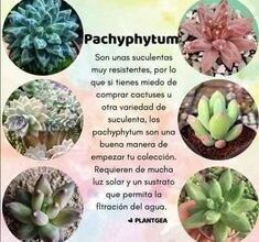 Photo of Cura della pianta Echeveria, Conchita o Echeverio