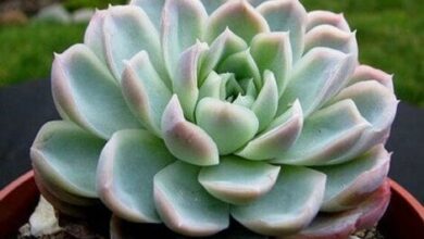 Photo of Cura della pianta Echeveria elegans o Rosa d’Alabastro