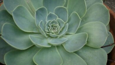 Photo of Cura della pianta Echeveria glauca o Echeveria pumila