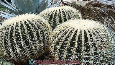 Photo of Cura della pianta Echinocactus grusonii o sede della suocera