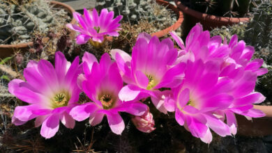 Photo of Cura della pianta Echinocereus pentalophus o falso Alicoche