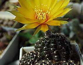 Photo of Cura della pianta Echinopsis ancistrophora o Lobivia arachnacantha