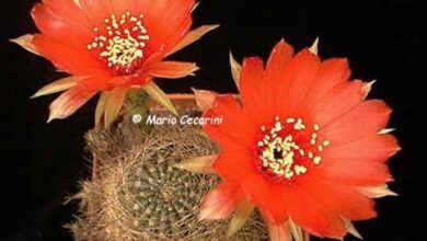 Photo of Cura della pianta Echinopsis aurea o Lobivia aurea