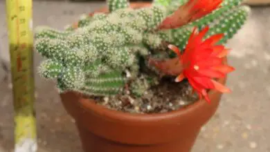 Photo of Cura della pianta Echinopsis chamaecereus o Cactus di arachidi