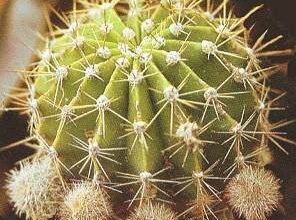 Photo of Cura della pianta Echinopsis spachiana o Cardón