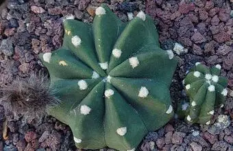 Photo of Cura della pianta Echinopsis subdenudata o del cactus giglio di Pasqua