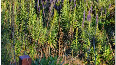 Photo of Cura della pianta Echium fastuosum, Taginaste o Viborera