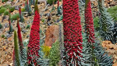 Photo of Cura della pianta Echium wildpretii o Tajinaste rojo