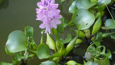 Photo of Cura della pianta Eichhornia crassipes o giacinto d’acqua