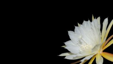 Photo of Cura della pianta Epiphyllum ackermannii o piuma di Santa Teresa