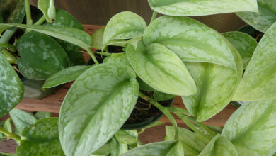 Photo of Cura della pianta Epipremnum aureum o Potus