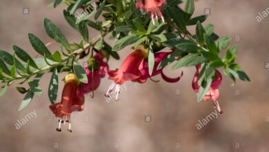 Photo of Cura della pianta Eremophila maculata o emu maculata