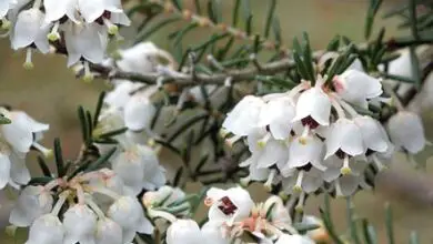 Photo of Cura della pianta Erica arborea o erica bianca
