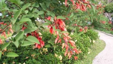 Photo of Cura della pianta Erythrina crista-galli o Corallo