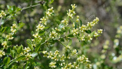 Photo of Cura della pianta Escallonia illinita o Barraco