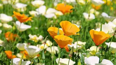 Photo of Cura della pianta Eschscholzia californica o papavero dorato