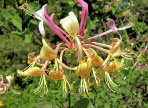 Photo of Cura della pianta etrusca Lonicera o caprifoglio etrusco