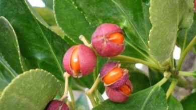 Photo of Cura della pianta Euonymus fortunei o Nano Bonetero