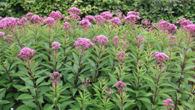 Photo of Cura della pianta Eupatorium purpureum o Eupatoria purpura