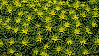 Photo of Cura della pianta Euphorbia bivonae o Platera