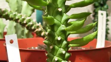 Photo of Cura della pianta Euphorbia enopla o Euforbia alfiltero