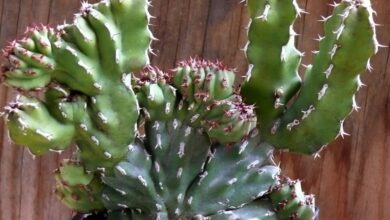 Photo of Cura della pianta Euphorbia grandicornis o Corno di mucca