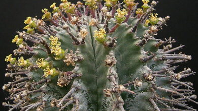 Photo of Cura della pianta Euphorbia horrida o del barile di latte africano