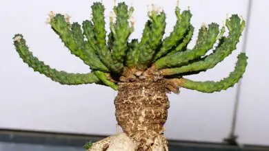Photo of Cura della pianta Euphorbia inermis o Corona verde