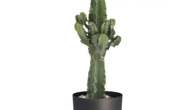 Photo of Cura della pianta Euphorbia ingens o candeliere