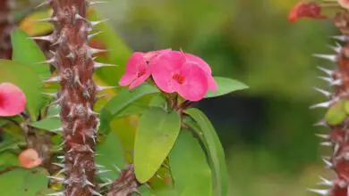 Photo of Cura della pianta Euphorbia milii o corona di spine