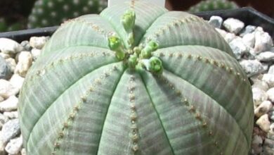 Photo of Cura della pianta Euphorbia obesa o Riccio di Mare