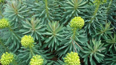 Photo of Cura della pianta Euphorbia rigida o Euforbia azul