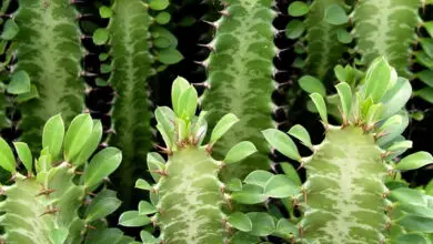 Photo of Cura della pianta Euphorbia royleana o Euforbia de Royle