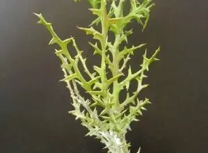 Photo of Cura della pianta Euphorbia stenoclada o Tirucalia stenoclada