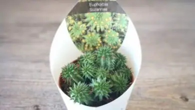 Photo of Cura della pianta Euphorbia suzannae o Euphorbia susannae