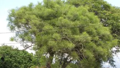 Photo of Cura della pianta Euphorbia tirucalli, Finger Tree o Finger Tree