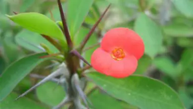 Photo of Cura della pianta Euphorbia umbellata o Latteria africana