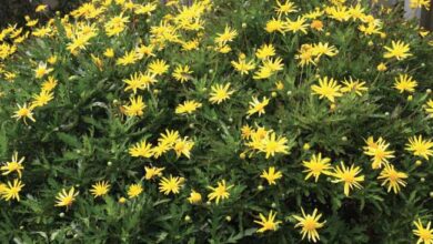 Photo of Cura della pianta Euryops pectinato o Margherita gialla