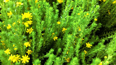 Photo of Cura della pianta Euryops virgineus o miele Euryops