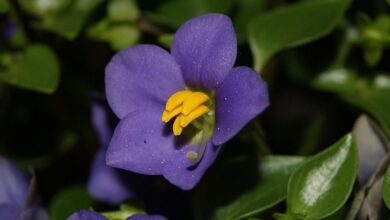 Photo of Cura della pianta Exacum affine o viola persiana