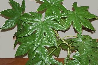 Photo of Cura della pianta Fatsia japonica o Aralia dal Giappone