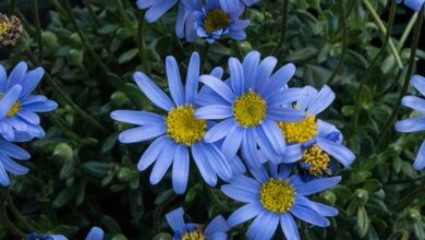 Photo of Cura della pianta Felicia amelloides, Margherita blu o Agatea