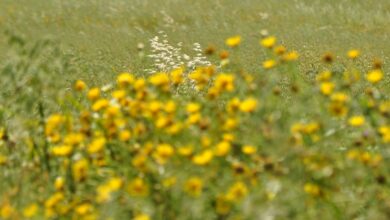 Photo of Cura della pianta Felicia filifolia o Aster selvatica