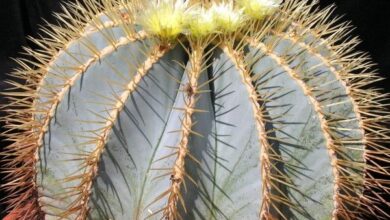 Photo of Cura della pianta Ferocactus glaucescens o Blue Barrel Cactus