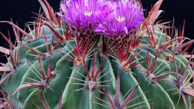 Photo of Cura della pianta Ferocactus latispinus o lingua del diavolo