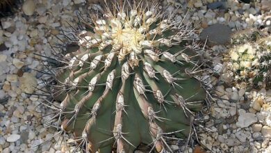 Photo of Cura della pianta Ferocactus wislizenii o Biznaga Acqua