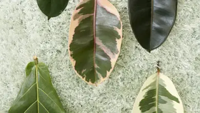 Photo of Cura della pianta Ficus ingens o fichi a foglia rossa