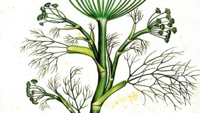 Photo of Cura della pianta Foeniculum vulgare o Finocchio